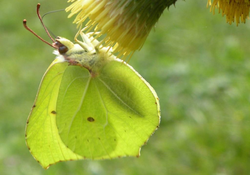 Gonepteryx rhamni o Gonepteryx cleopatra?